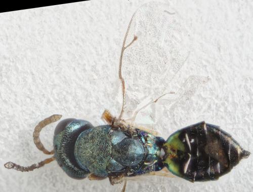 Pteromalus conopidarum